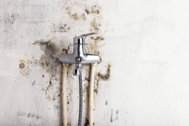 Best Post-Flood Mold Remediation in Brass Castle, NJ
