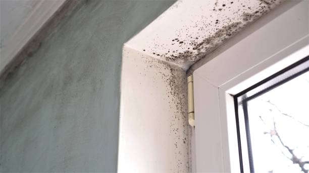 Best Crawl Space Mold Remediation in Brass Castle, NJ
