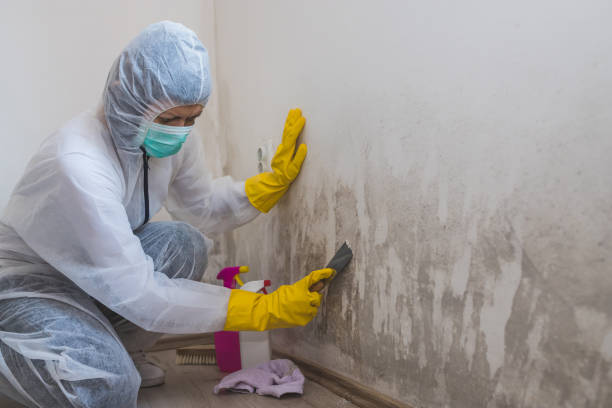Best Mold Testing and Inspection Services in Brass Castle, NJ