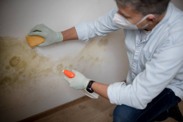 Best Residential Mold Remediation in Brass Castle, NJ