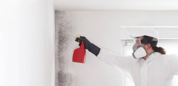 Trusted Brass Castle, NJ Mold Remediation Experts