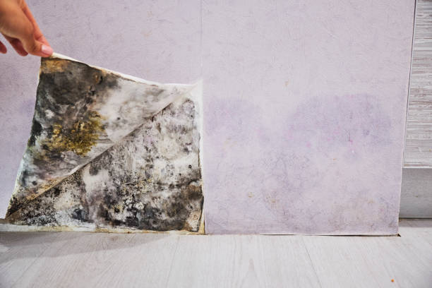 Best Post-Flood Mold Remediation in Brass Castle, NJ